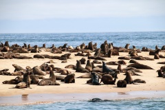 Pelican Point Seal Colony