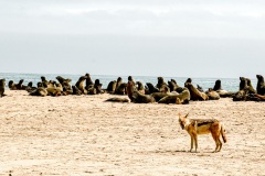 Jackal and Seal Colony