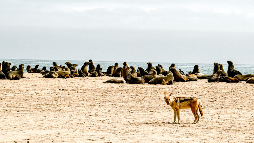 Pelican Point Colonie d'otarie