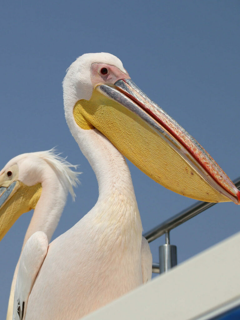 Pangaea Tours Dunes Walvis Bay Namibia Sandwich Harbour Desert & Dune Tours Marine Cruise Pelican Point, Seal Colonies Birds, Dolphins & Whales