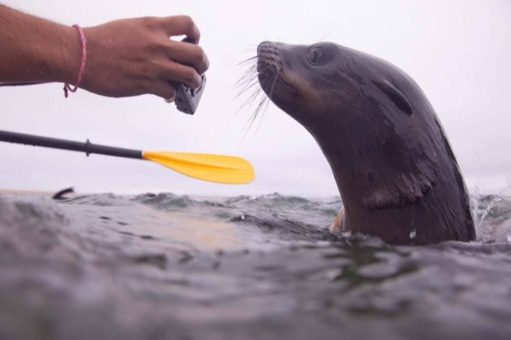 Pangaea Dune Tours walvis bay waterfront Namibia Swakopmund Sandwich Harbour Desert Dune Tours Safari 4x4 Marine Cruise Pelican Point, Seal Colonies Birds, Dolphins & Whales oryx flamingo mola mola pelican Kayak with seals