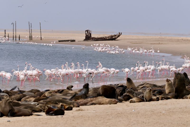 Pangaea Dune Tours walvis bay waterfront Namibia Swakopmund Sandwich Harbour Desert Dune Tours Safari 4x4 Marine Cruise Pelican Point, Seal Colonies Birds, Dolphins & Whales oryx flamingo mola mola pelican Kayak with seals