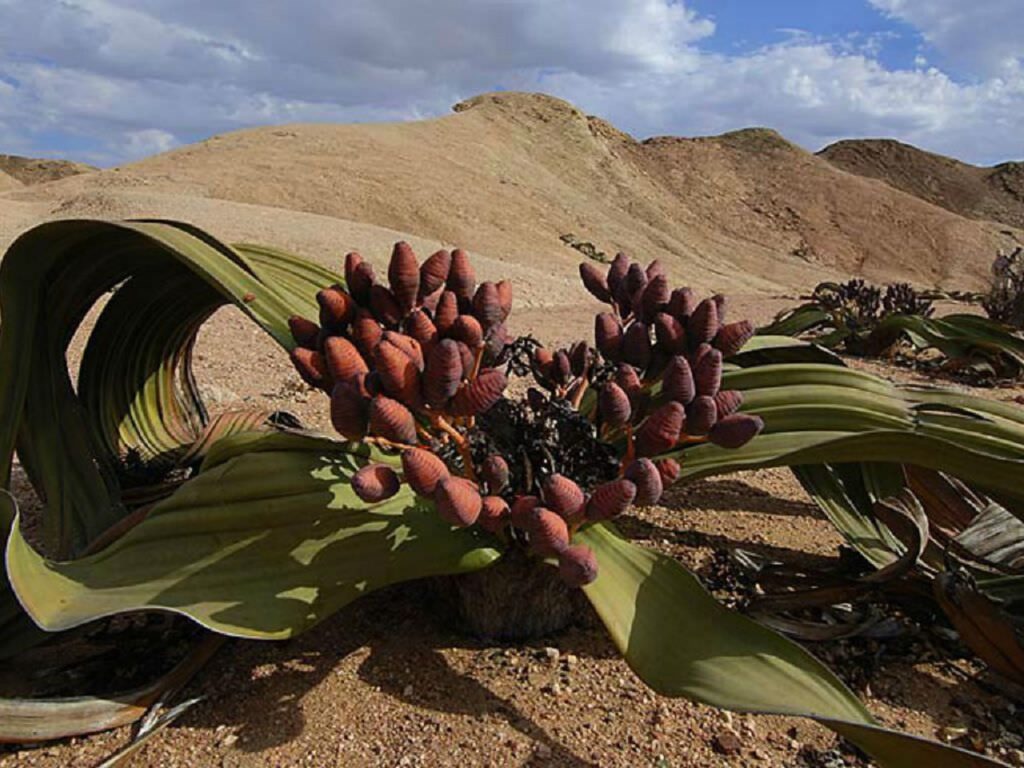 Welwitchia, Namib Desert, Pangaea-tours, walvis Bay, Swakopmund