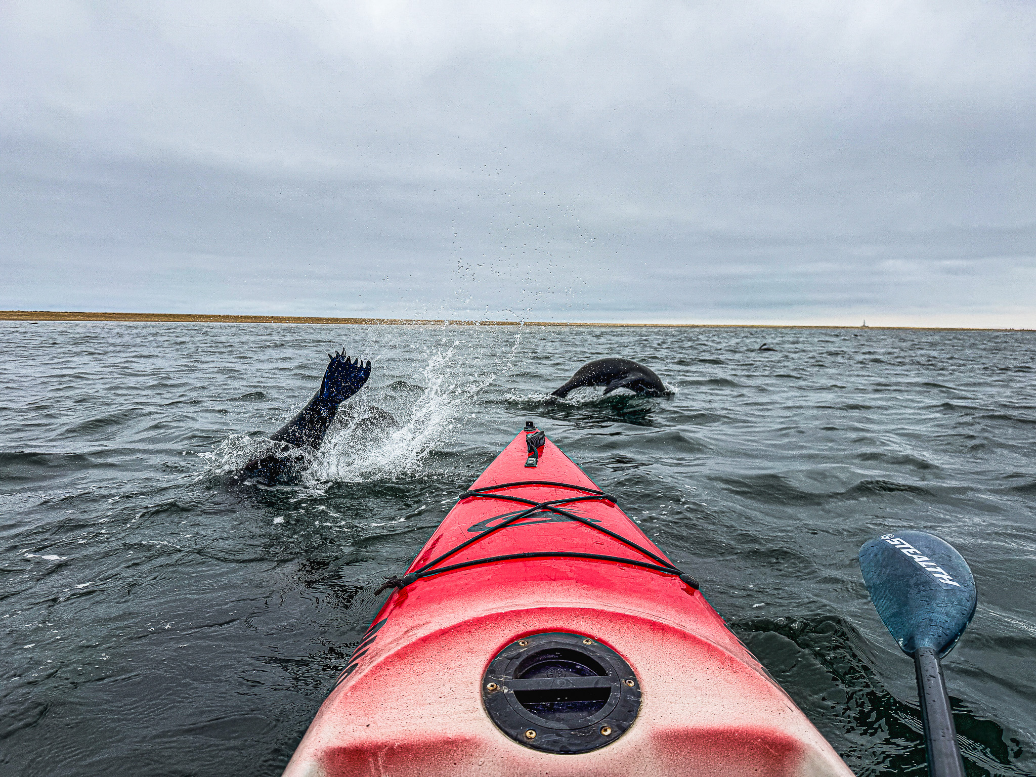 Kayak With Seals tour at Pelican Point near Walvis Bay