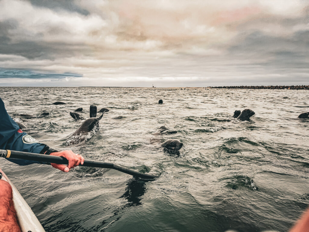 Kayak with seals